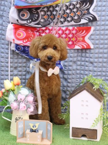 20230531さくらちゃん